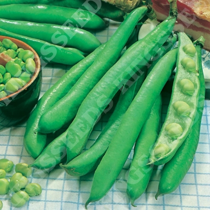 Picture of Broad Bean Imperial Green Longpod